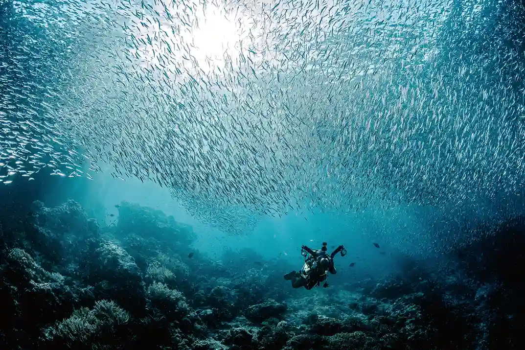 Diver beneath a school of fish