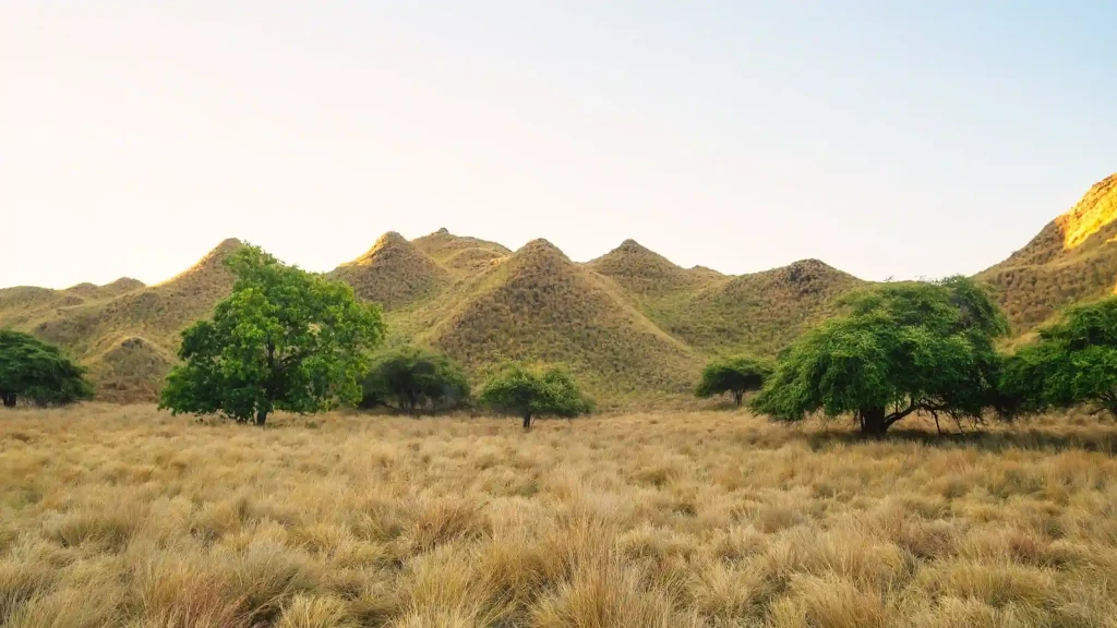 Savanna hills and lontar palms on a Komodo island