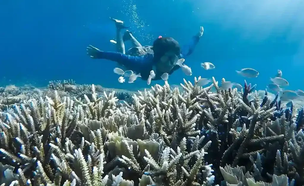 Diver swimming over a hard-coral reef with tropical fish