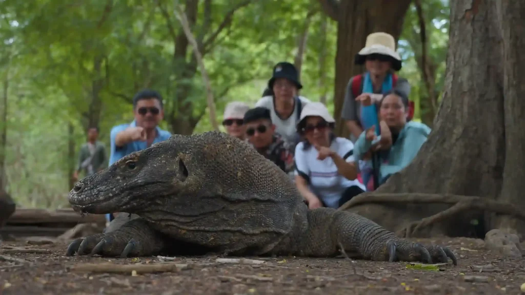 Visitors with a guide watching a Komodo dragon resting under trees