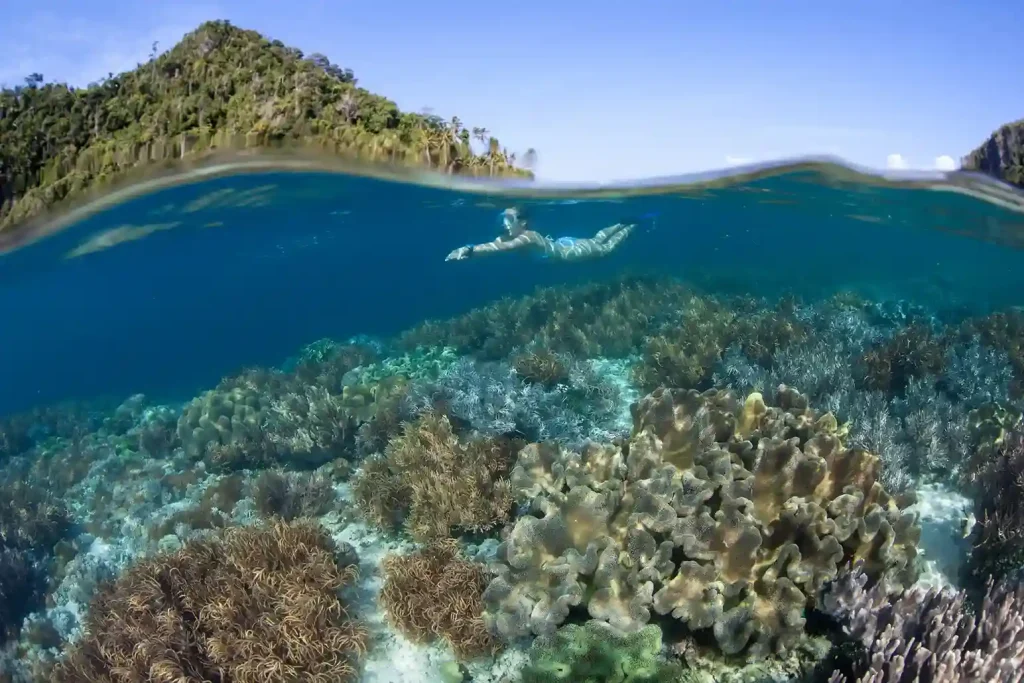 Split view of a snorkeller over the reef and an island above the waterline